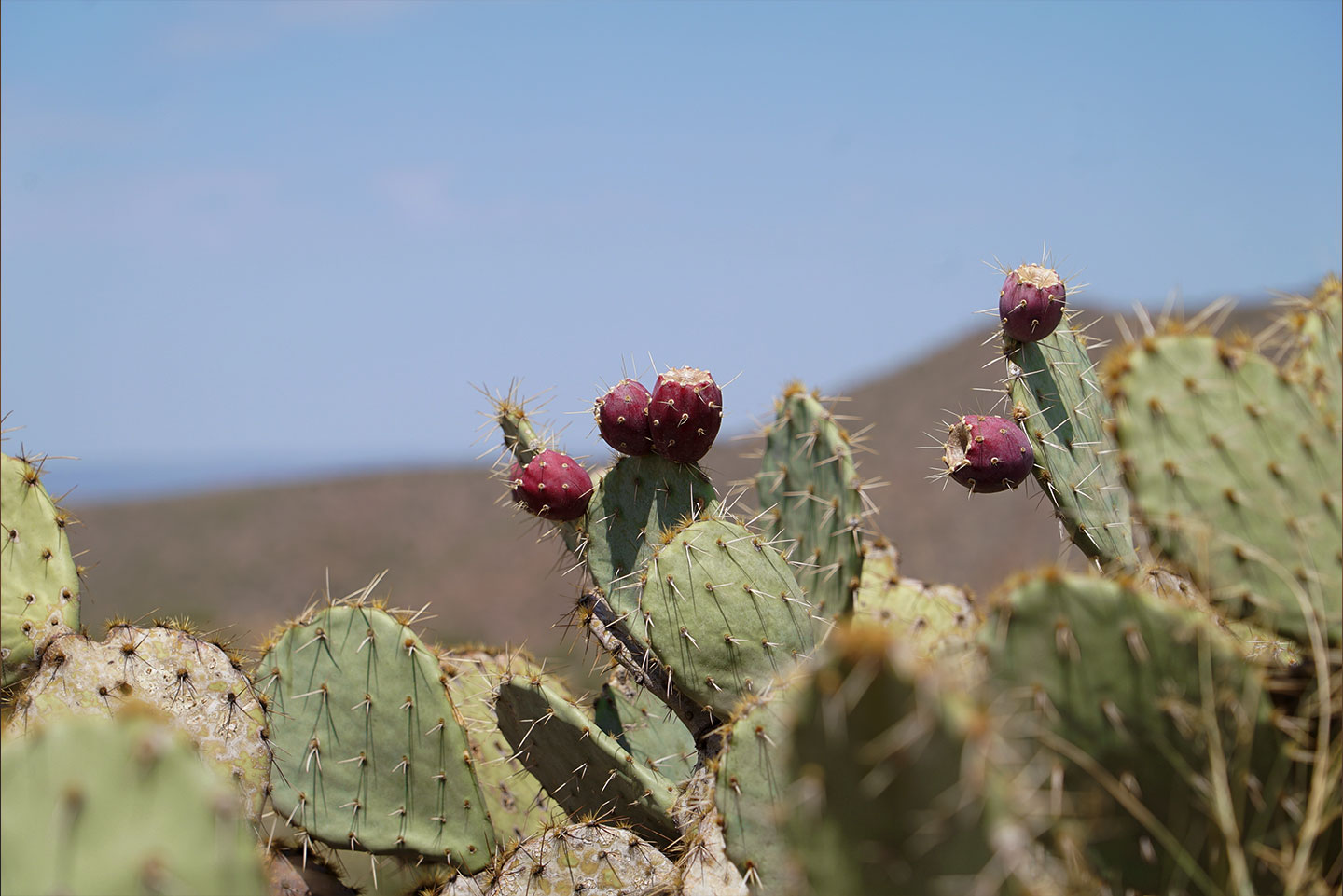 Cactus with berries